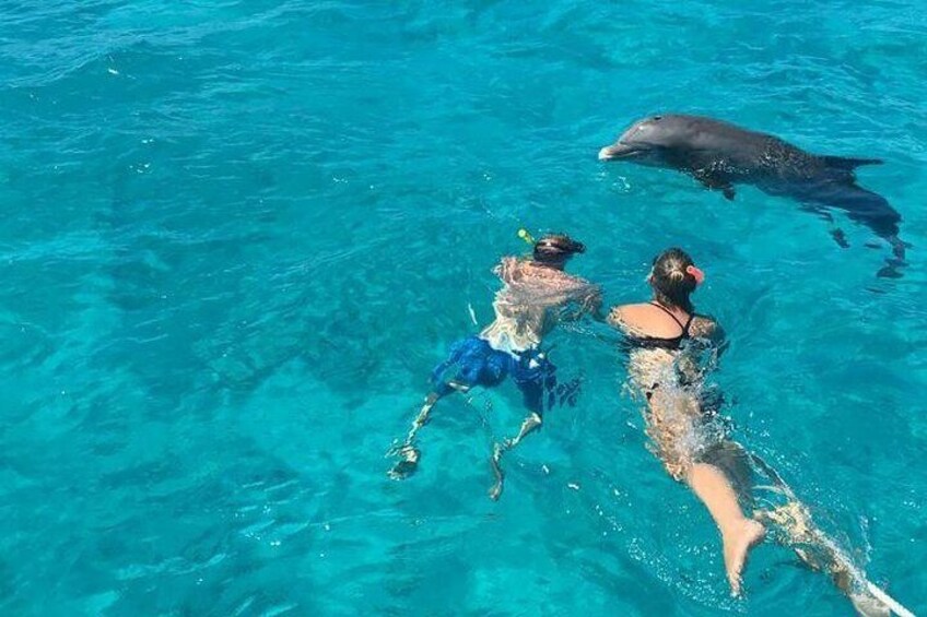 Face to face with Jojo the friendly dolphin