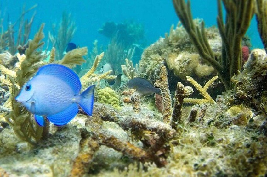 Un pez azul nadando cerca de arrecifes de coral. 3