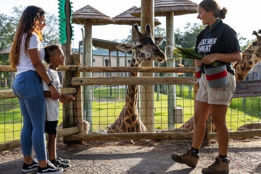 A woman feeding giraffes at a zoo enclosure. 4