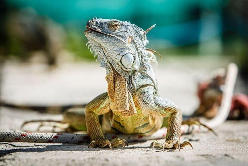 A green iguana on a concrete surface. 1