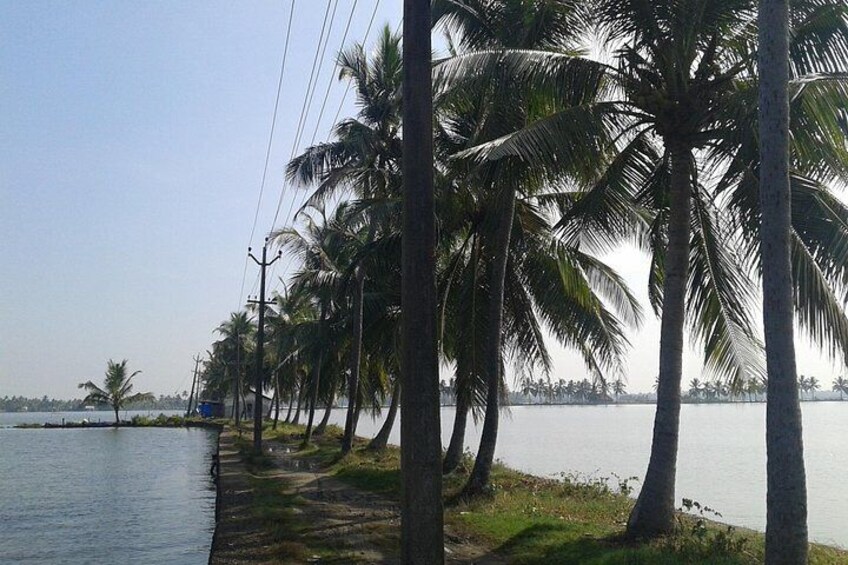A calm lake with palm trees lining the shore. 1