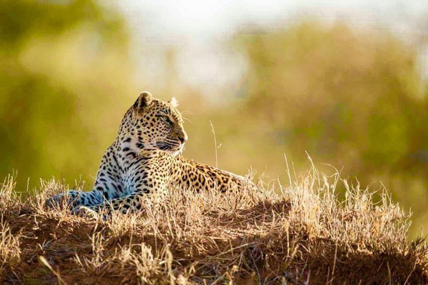 All Inclusive 2 Day Kruger Safari from Johannesburg 4