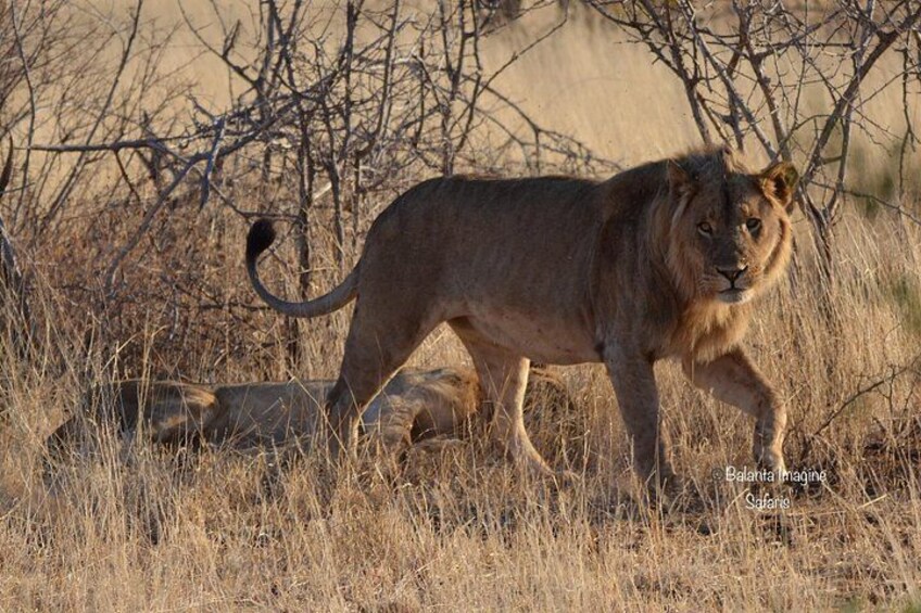 All Inclusive 2 Day Kruger Safari from Johannesburg 3