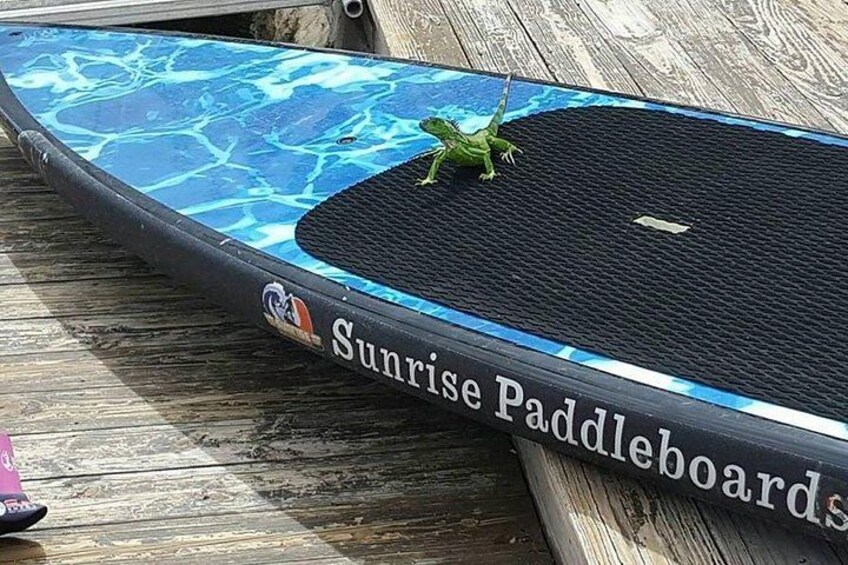 A paddleboard with a lizard on it, labeled 'Sunrise Paddleboards.' 4