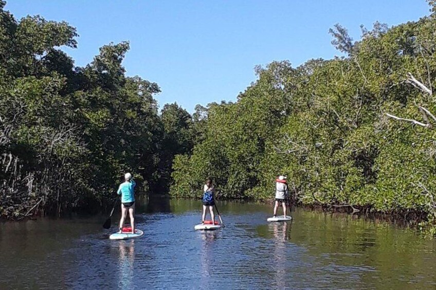 Naples Paddleboard Mangrove forest tours , Naples Paddleboard inc,