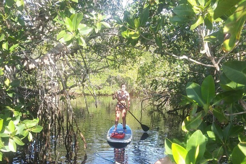 Naples Paddleboard Mangrove forest tours , Naples Paddleboard inc,