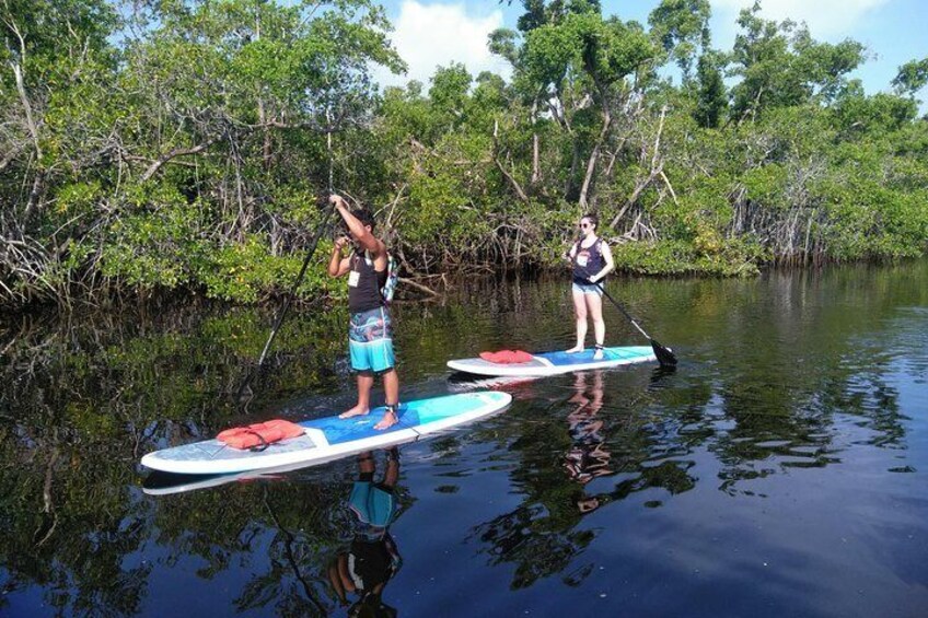 Naples Paddleboard Mangrove forest tours , Naples Paddleboard inc,