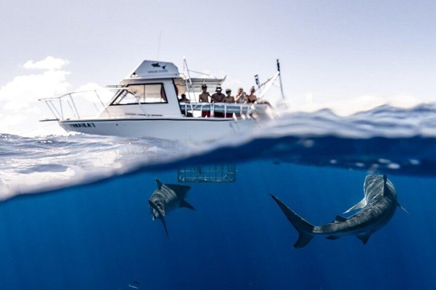 Tiger sharks approaching 2