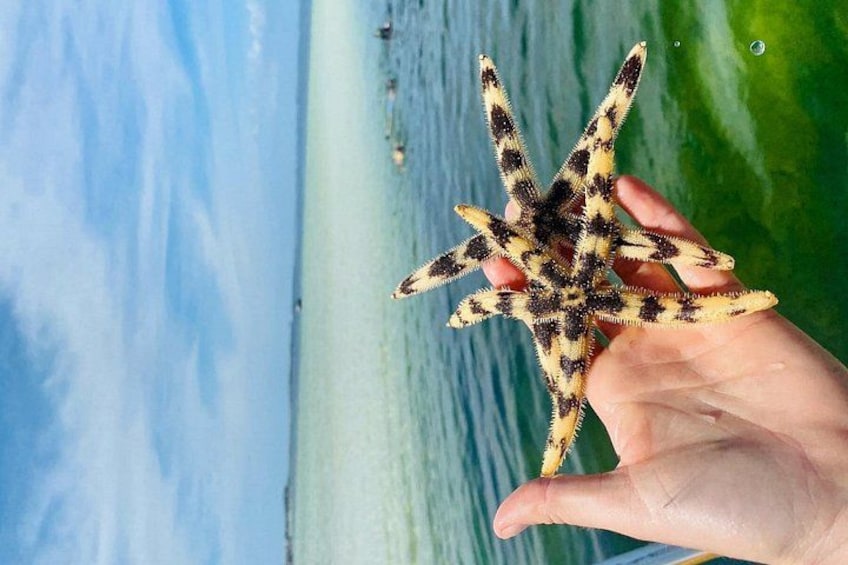 A hand holding a starfish with a blue ocean and green foliage in the background. 2