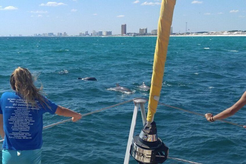 Snorkel & Dolphin Sightseeing Tour Aboard the Footloose 2