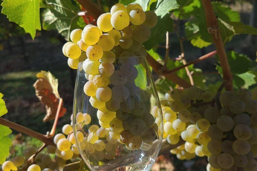 A glass vase filled with yellow grapes on a vine. 5