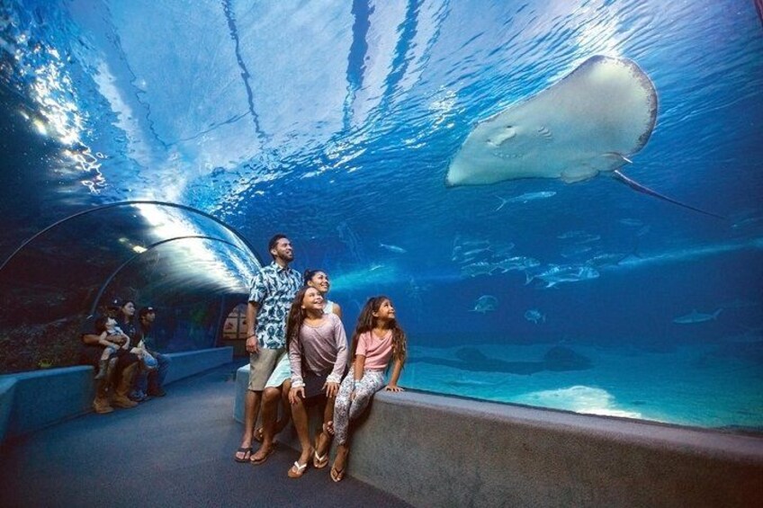 Immerse yourself in Hawaii's underwater world. 5