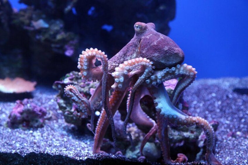 See a diversity of Hawaiian marine at the Maui Ocean Center. 2