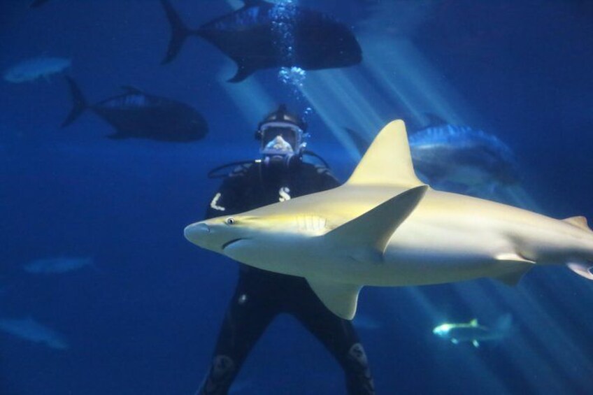 Enjoy over 20 presentations with our marine naturalists and divers. 4