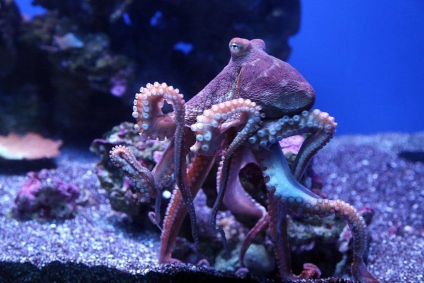 See a diversity of Hawaiian marine at the Maui Ocean Center. 2