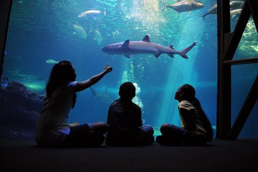 Encounter Hawaii's Marine Life 4