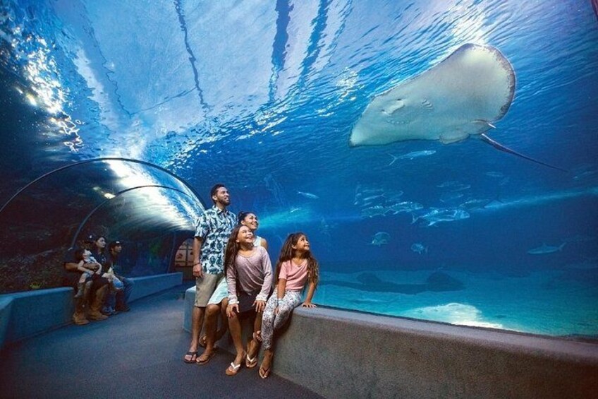 Immerse yourself in Hawaii's underwater world. 4