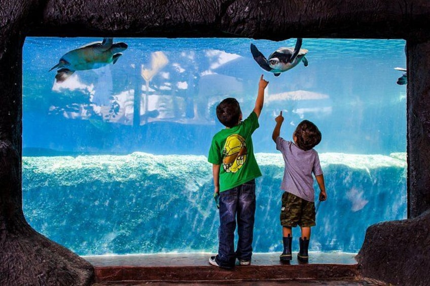 Encounter Hawaiian green sea turtles at the Turtle Lagoon exhibit. 3