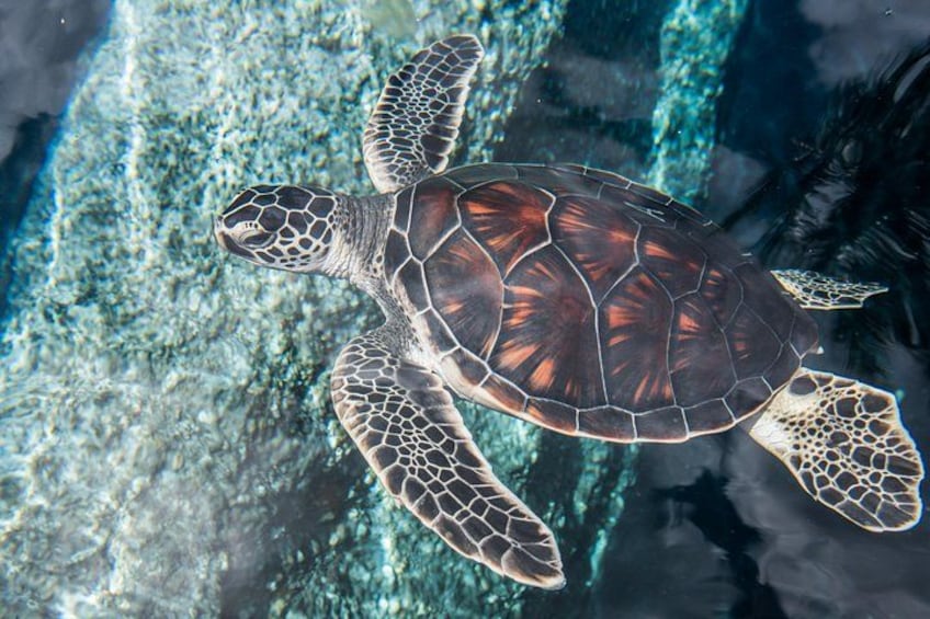 Hawaiian green sea turtle. 2