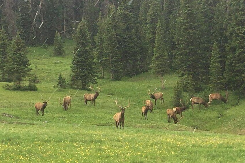 Rocky Mountain Elk in a meadow 2