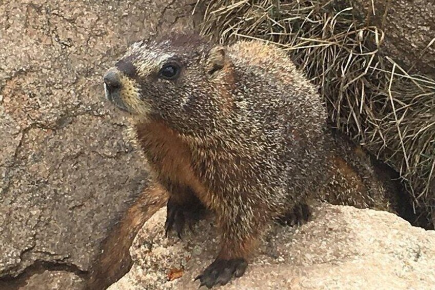 A groundhog sitting on a rock with sparse vegetation in the background. 2