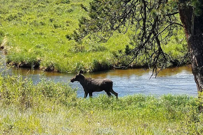 Moose 2