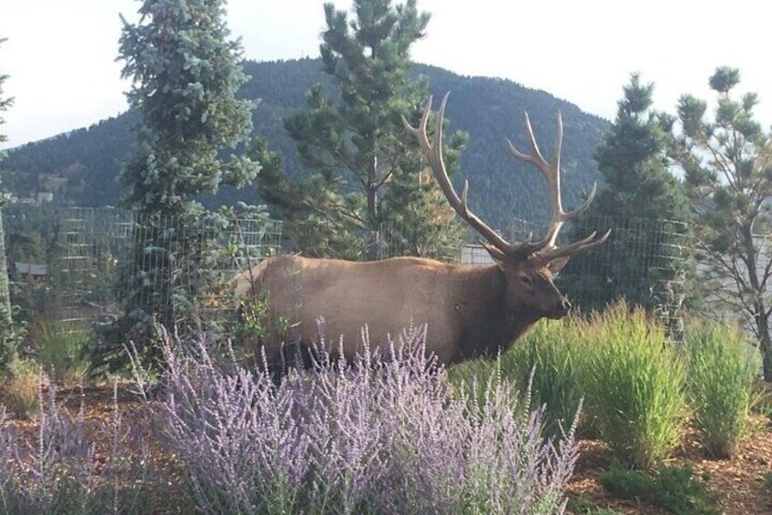 Bull Elk at the Stanley 2