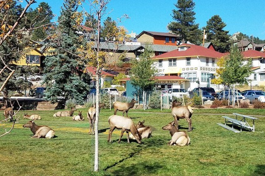 Elk in Estes Park 2