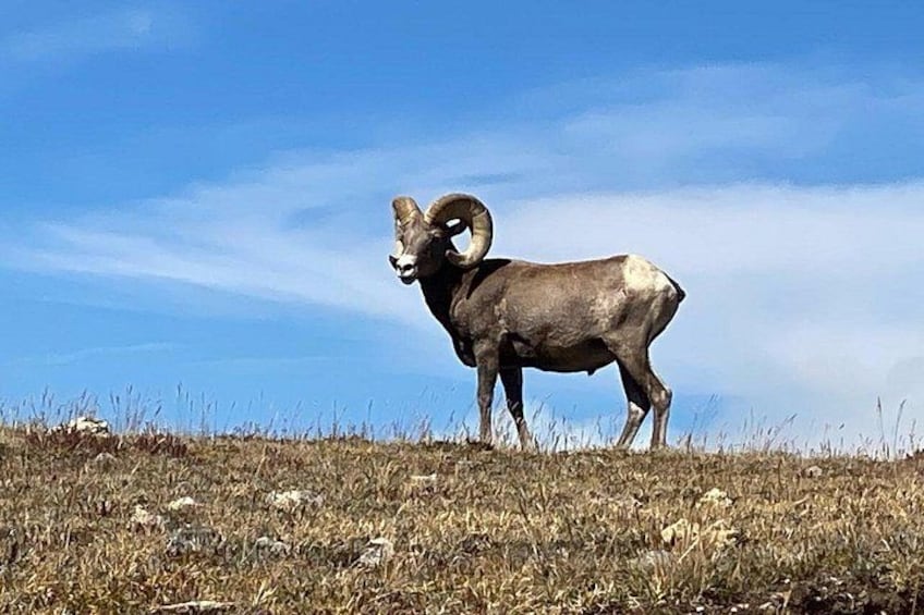 Bighorn Sheep 2