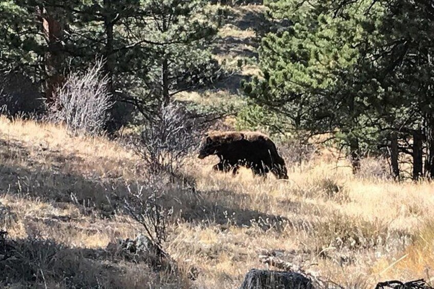 Black Bear 3