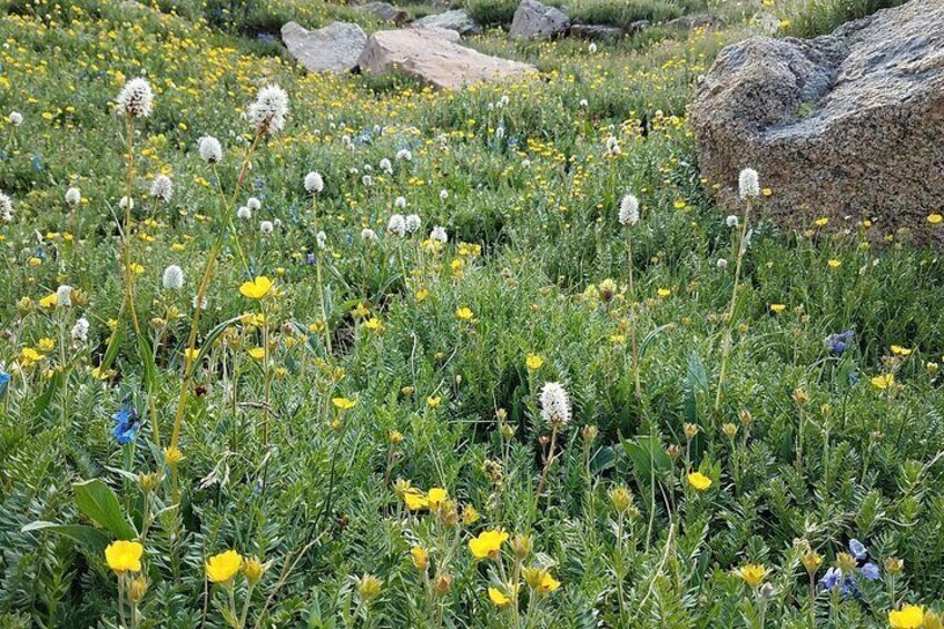 A field of wildflowers with rocks and greenery. 5