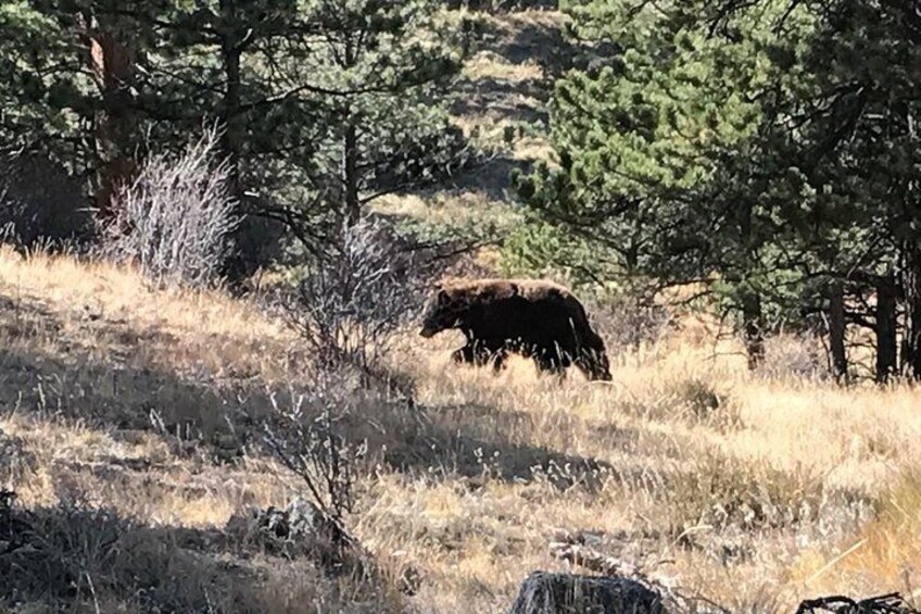 A bear in a grassy field with trees in the background. 4