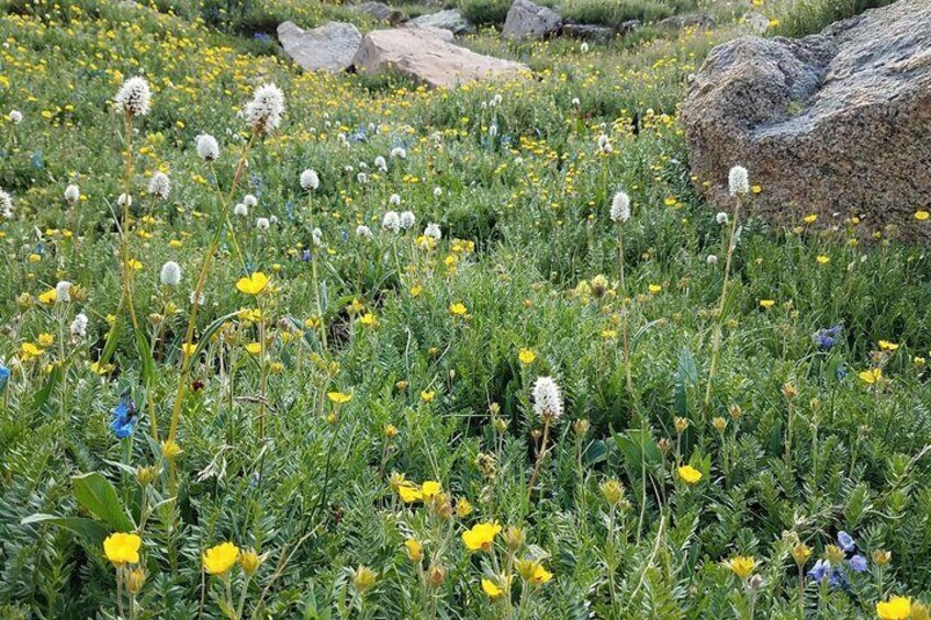 Wildflowers 4