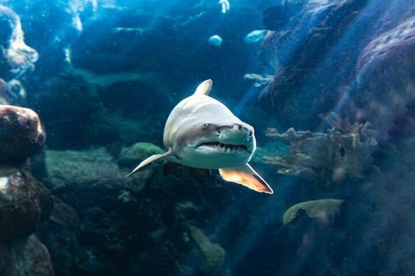 The Florida Aquarium in Tampa General Admission 2