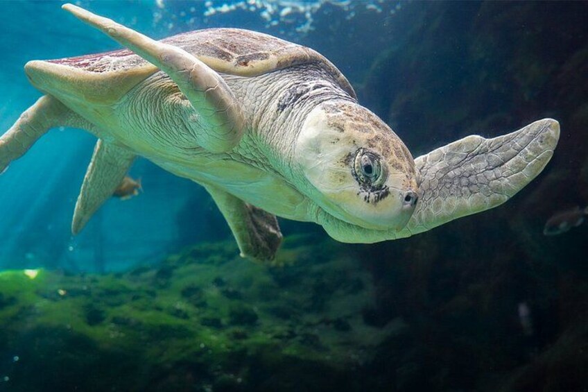 The Florida Aquarium in Tampa General Admission 3