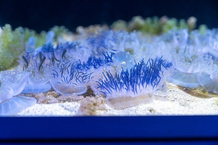 The Florida Aquarium in Tampa General Admission 3