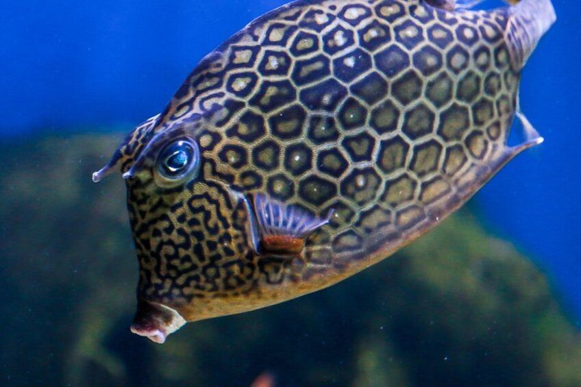 The Florida Aquarium in Tampa General Admission 4