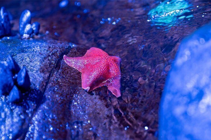 The Florida Aquarium in Tampa General Admission 2