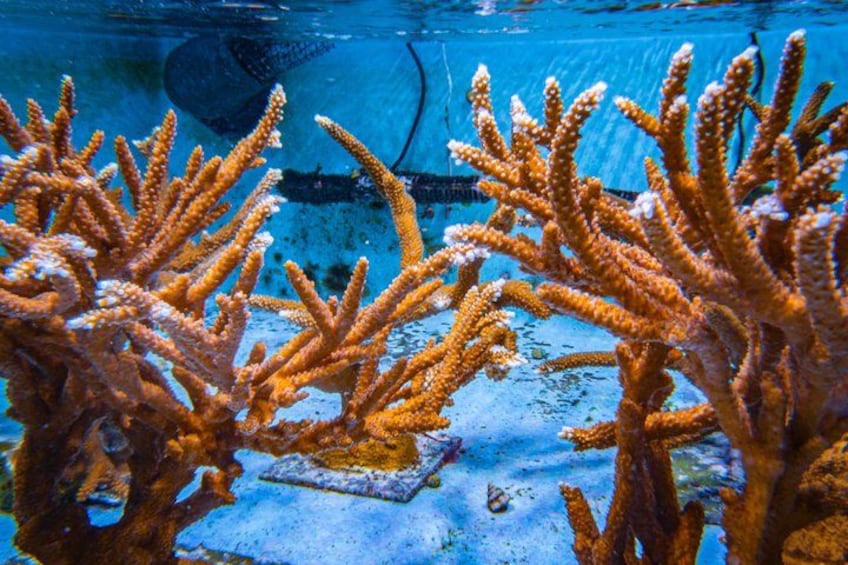 The Florida Aquarium in Tampa General Admission 5