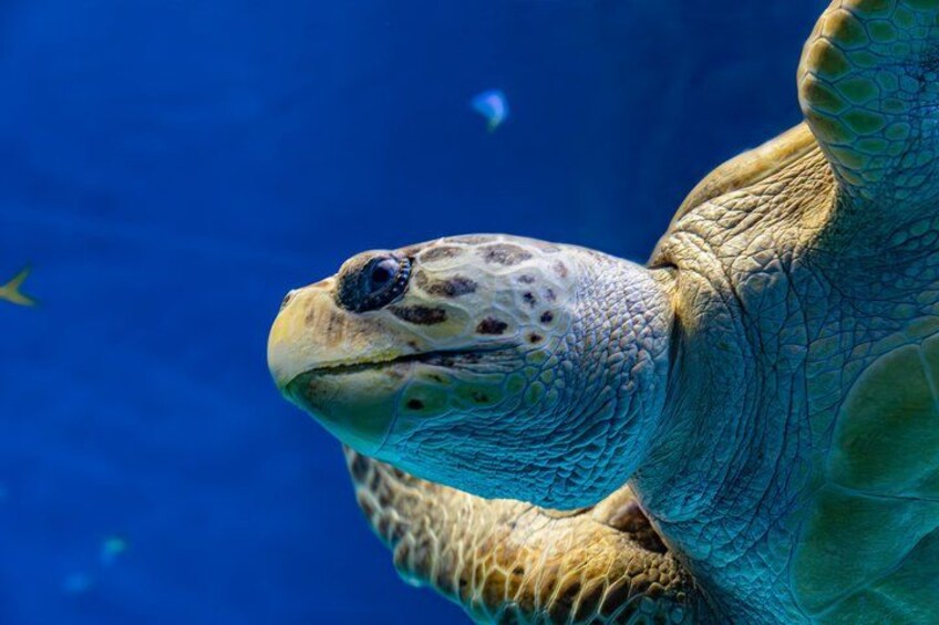 The Florida Aquarium in Tampa General Admission 5