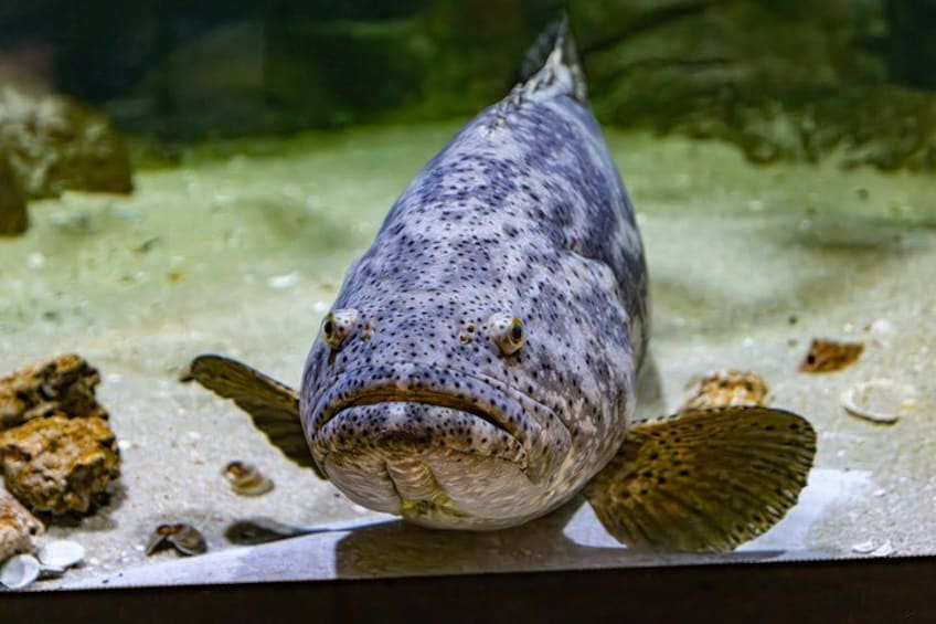The Florida Aquarium in Tampa General Admission 2