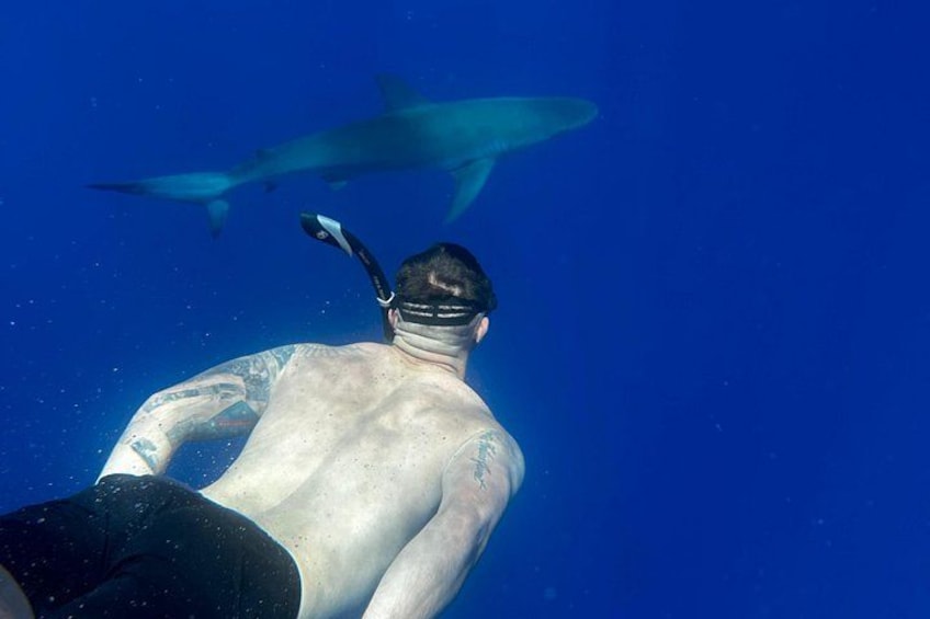 A person snorkeling underwater with a shark in the background. 2