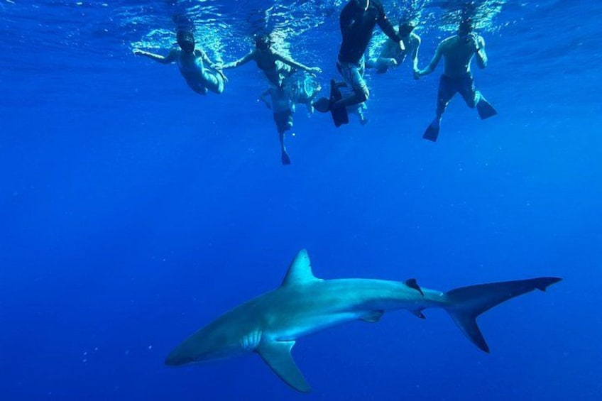 A group of scuba divers swimming underwater with a shark nearby. 2