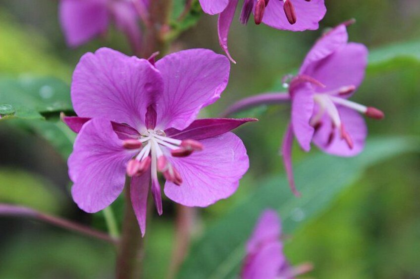 A purple flower with visible stamens and pistils, surrounded by green foliage. 3