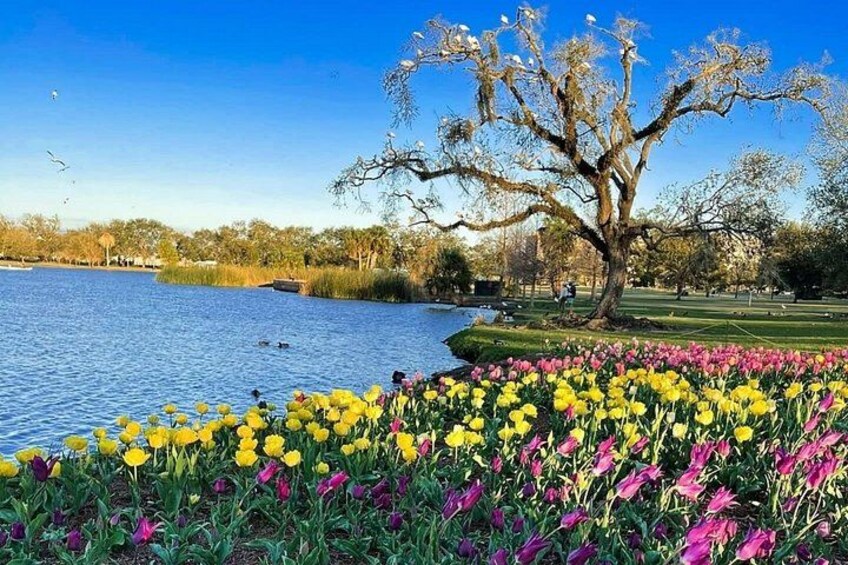 Un lac, un arbre et un champ de tulipes. 5