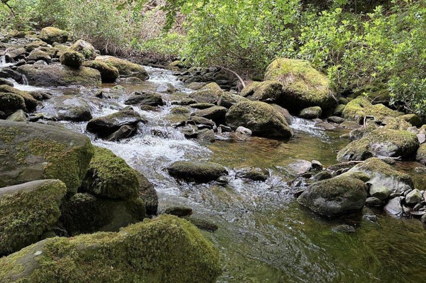 Un ruisseau qui serpente sur des rochers couverts de mousse, entouré d’une végétation luxuriante. 2