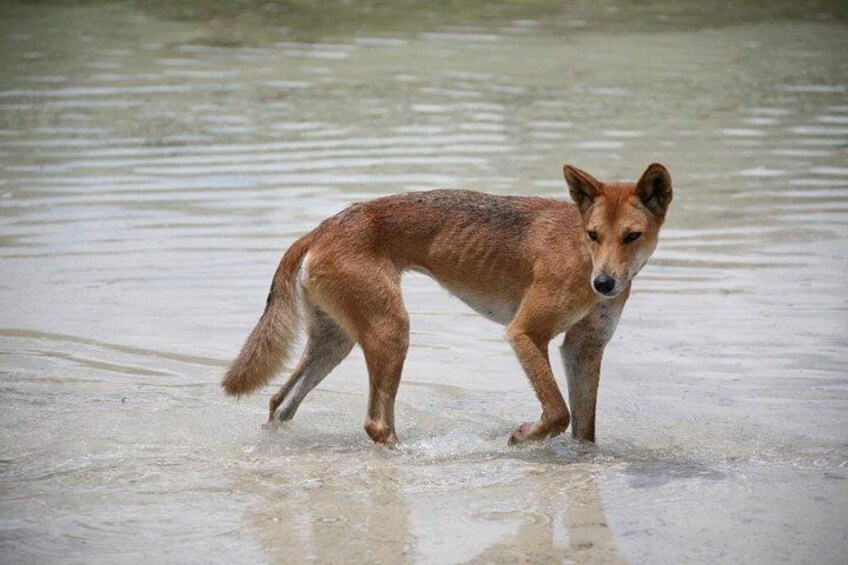 Dingo 2