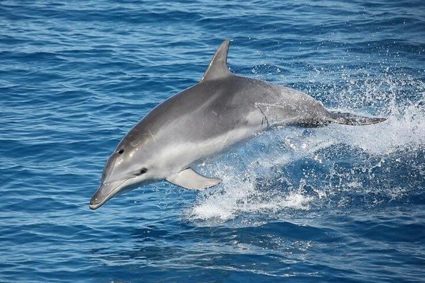 Dolphins 3
