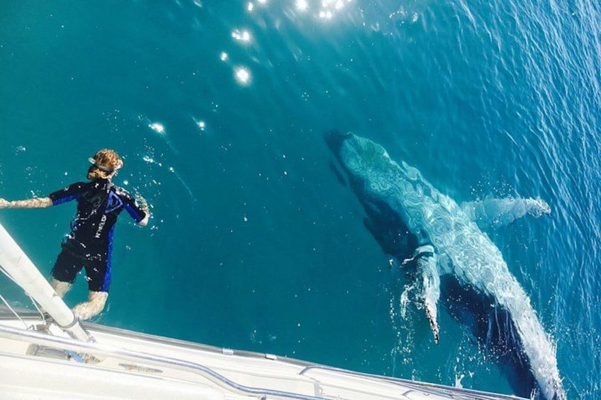 Swim with Humpback Whales (when conditions permit - Seasonal - July-October) 2