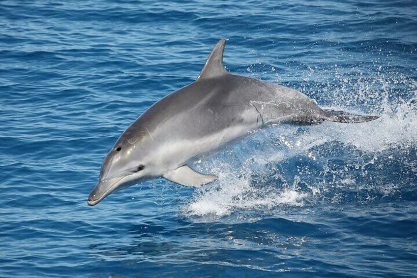 Dolphins 3
